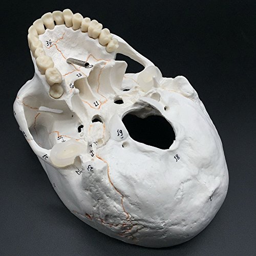 image for Maymii Numbered Human Skull Head Anatomical Teaching Education Model, 