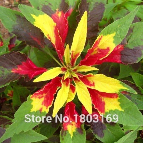 Stella Di Natale Semina.100 Pc Sacchetto Semi Di Stella Di Natale Euphorbia Pulcherrima Piante In Vaso Stagioni Di Semina Piante Da Fiore Amazon It Giardino E Giardinaggio