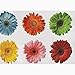 Maytex Photoreal Gerber Daisy Waterproof PEVA Shower Curtain