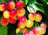 Rainier Cherry Tree Seeds - 20 Cherry Seeds - Qualityseeds4less Exclusive