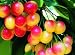 Rainier Cherry Tree Seeds - 20 Cherry Seeds - Qualityseeds4less Exclusive primary