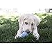 KONG - Snacks - All Natural Dog Treats Classic Rubber Toys - Puppy Recipe for Large Puppies (11 Ounce)
