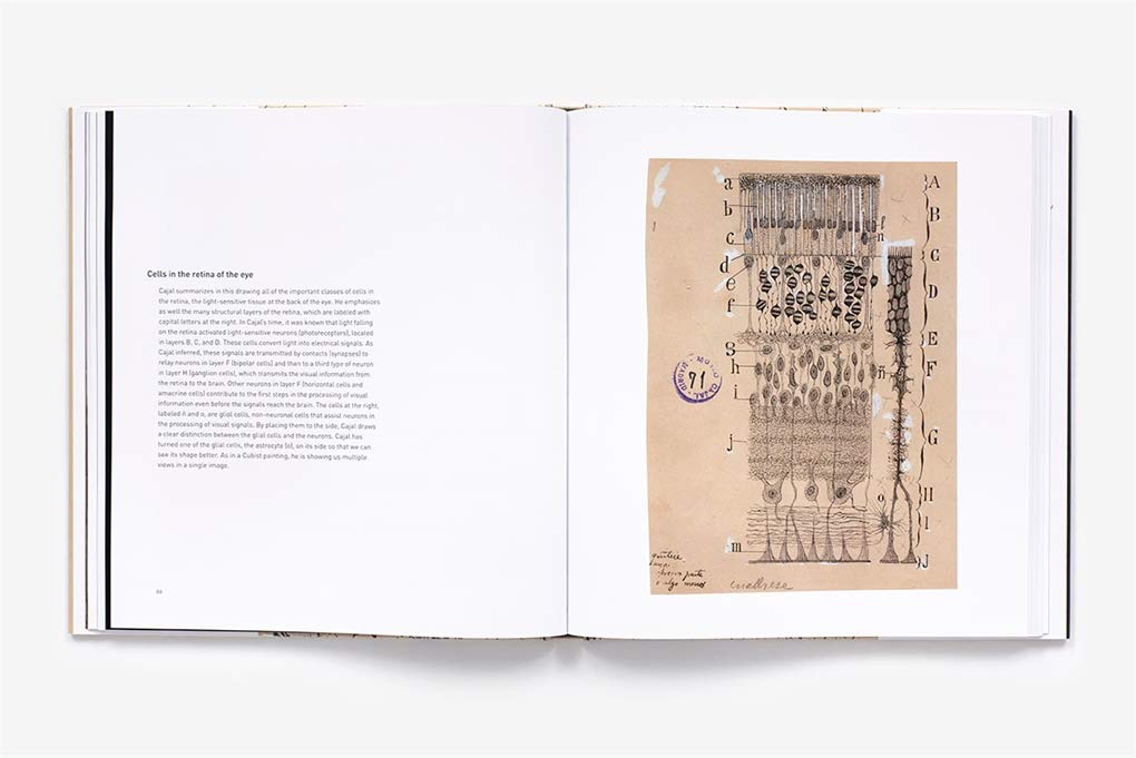 The Beautiful Brain The Drawings Of Santiago Ramon Y Cajal Swanson Larry W Newman Eric Araque Alfonso Dubinsky Janet M Amazon Com Books