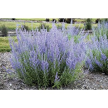 Amazon.com : Perovskia - Blue Steel Russian Sage Seeds - 100 Seeds ...