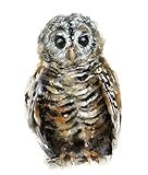 Chaco Owl Watercolor Giclee Print