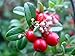 Lingonberry - High in Anti-oxidants - 4