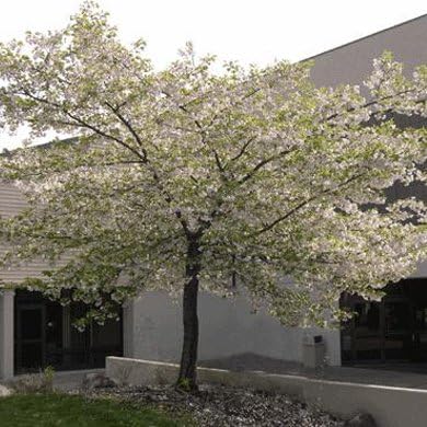 1 X Prunus Shirotae Japanese Cherry Bareroot Tree 5 6ft A174 Amazon Co Uk Garden Outdoors