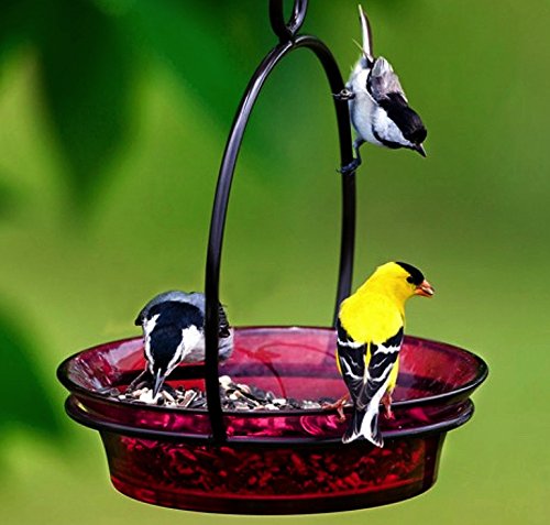 Glass Flat Bottom Hanging Wild Bird Baths G446M Clear Decorative Birdseed Container Feeder. Romantic Decor & More