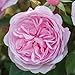 David Austin English Roses Olivia Rose Austin – New for 2016