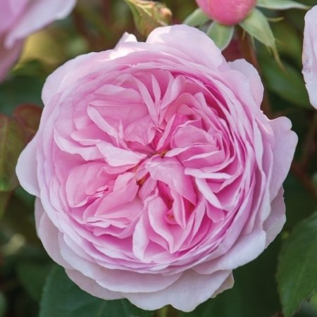 David Austin English Roses Olivia Rose Austin – New for 2016 David Austin English Roses Olivia Rose Austin – New for 2016
