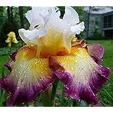 Pretty Bearded Iris, Reblooming German Iris, Color Mix, Fresh Root, Rhizome, Plant, Easy to Grow