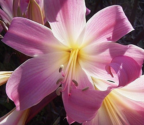 Pink Belladonna Lily - Naked Lady Lilies - Fragrant! 3 Big Bulbs-18/20CM