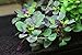 Lobelia Cardinalis Dwarf Live Aquarium Plants by AquariumPlantsFactory BUY2GET1FREE