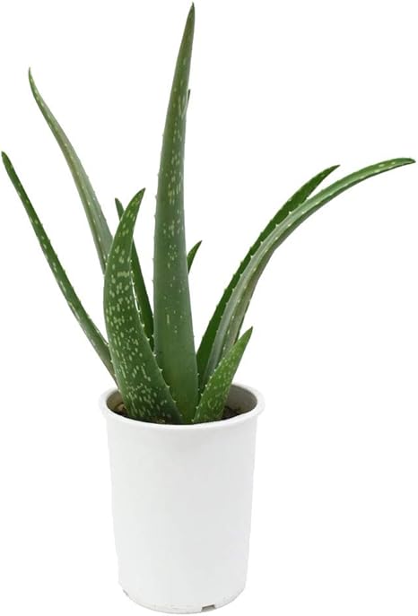 Amazon Co Jp アロエ ベラ 食用出来て美容と健康に重宝 ４号 Diy 工具 ガーデン