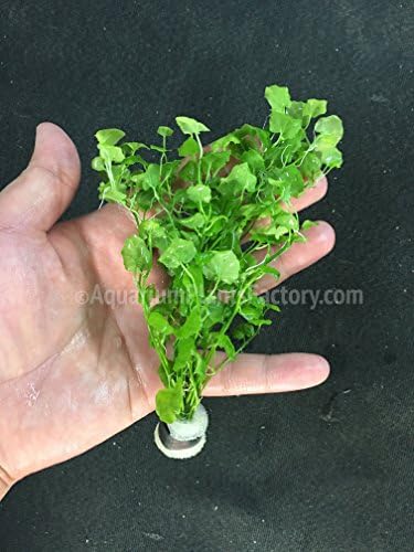 AquariumPlantsFactory - 3 x Cardamine Lyrata Freshwater Live Aquarium Plants BUY2GET1FREE