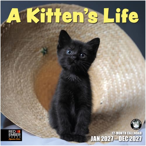 A Kitten's Life 2027 Wall Calendar