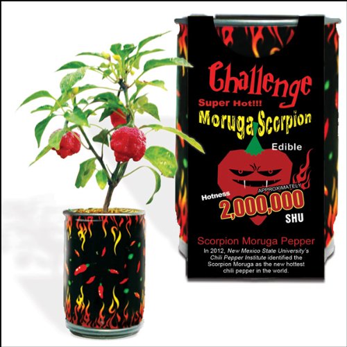 Moruga Scorpion Pepper - Grow Your Own Hottest Pepper in the World! - 2,000,000SHU 3oz/85gr Moruga Scorpion Pepper - Grow Your Own Hottest Pepper in the World! - 2,000,000SHU 3oz/85gr