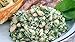 Camellia Brand Great Northern Beans Dry Bean, 2 Pound Bag