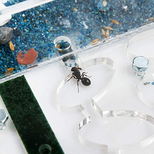 AntHouse Fattoria Di Formiche In Acrilico - Set Didattico Con Formiche Vive, Spugna E Alimentazione - Foto 6
