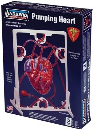 Human Body Pumping Heart Model Kit by LINDBERG
