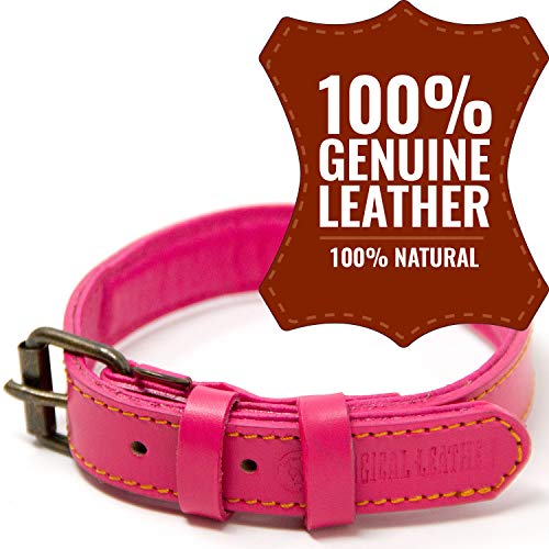 Logical Leather Dog Collar Best Full Grain Padded Genuine Leather Dog