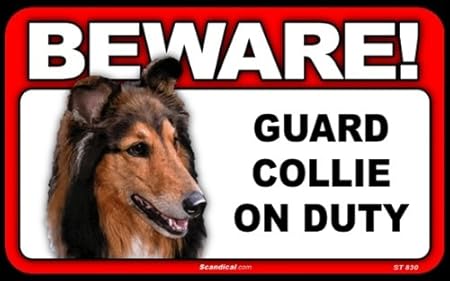 collie guard dog