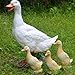 Gotian Small Resin Duck Statue Garden Yard Sculpture Outdoor Indoor Art Crafts Decor, for Garden, Pond, Garden Decoration, Pets and Children's Toys (White)
