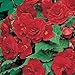 Outsidepride Red Begonia Seeds - 500 seeds