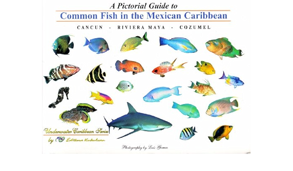 A Pictorial Guide To Common Fish In The Mexican Caribbean Cancun Riviera Maya Cozumel Underwater Caribbean Series Luis Gomez Amazon Com Books