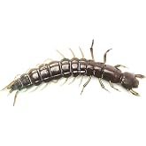 Tackle Max Hellgrammite Soft Plastic Fishing Lure - Super Realistic Bass and Trout Bait, 3.7", 8 Pack