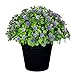 VGIA Small Artificial Plants for Home Decor Fake Flowers in Pot Lovely Decoration (Purple)