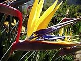 'Mandelas Gold' Bird of Paradise - Strelitzia - Elegant - Rare - 4