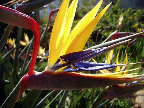 'Mandelas Gold' Bird of Paradise - Strelitzia - Elegant - Rare - 4