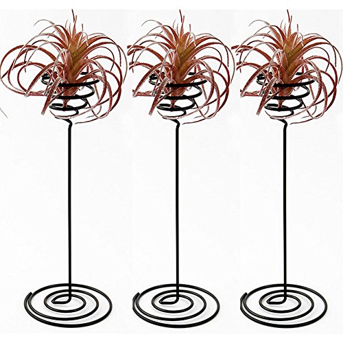 Hotoco air plant stand holder air plant base Container Tabletop Planter Tillandsia Planter Racks(3 Pack)