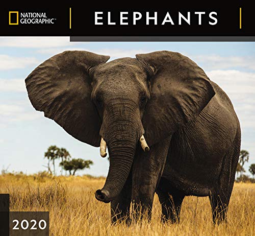 2020 Elephant