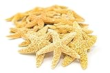 Sugar Starfish | 25 Brown Sugar Star Fish 2