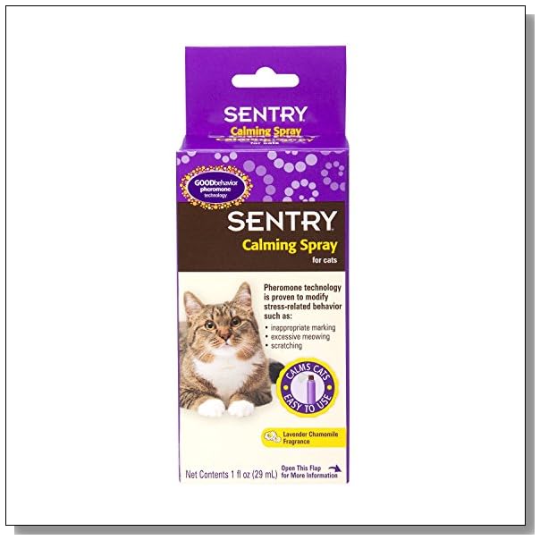 Why Does My Cat Rub His Face on Everything? BLUE CRYSTAL SKY