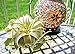 Tillandsia Xerographica Air Plant, Tillandsia Air Plants Live Large Indoor Plants Live Houseplants, Exotic Plants for Succulent Terrarium, Fairy Garden Decor, Succulents Live Plants by Plants for Pets