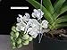 Rhy. gigantea 'Alba' Selected Large Flower- Fragrant! Foxtail Orchid plant Nice!