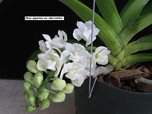 Rhy. gigantea 'Alba' Selected Large Flower- Fragrant! Foxtail Orchid plant Nice!