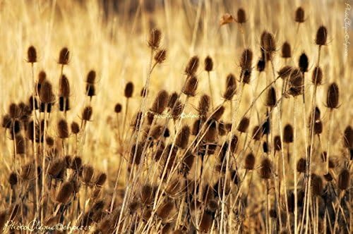 Golden Teasel / Wildflower Seed Pods / Rustic Nature, Landscape / Fine Art Photography Print