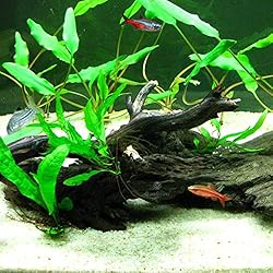 SunGrow Self-Dissolving Driftwood