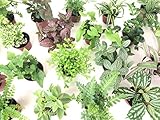 Mini Terrarium Plants (6 Plants) (2" Pots) Fairy Garden Plants Assorted Varieties