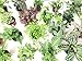 Mini Terrarium Plants (6 Plants) (2" Pots) Fairy Garden Plants Assorted Varieties
