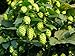 GERMAN MAGNUM HOP SEED BULK 100 SEEDS HOPS AROMA CASH CROPBEER