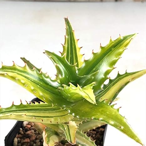 Amazon Co Jp 多肉植物 Ca斑入りアロエ コンゴレンシス錦 多肉植物 ハオルチア 0128 004 現品販売 9cmポット ホーム キッチン