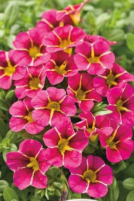Romence Gardens, Proven Winners Calibrachoa hybrid 'Superbells® Cherry Star'
