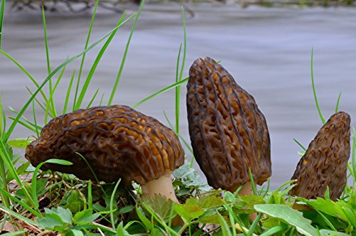 Premium Wild Siberian Dried Morel Mushrooms - 2 oz - Vacuum sealed | USDA Organic