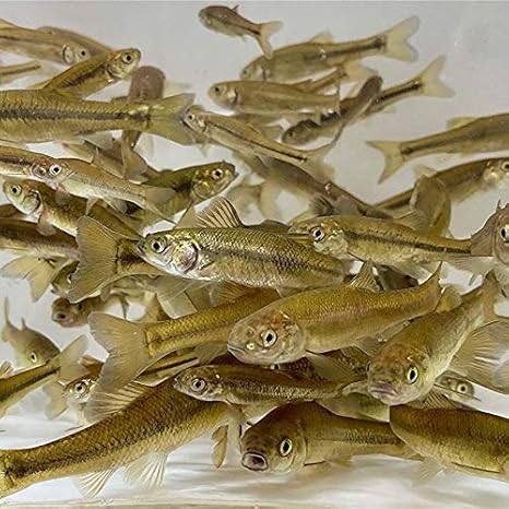 live shiners for sale near me