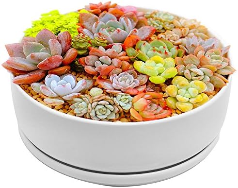 White Ceramic Round Flower Pot, 8 inch Modern Round White Ceramic Planter/Pot for Succulent/Cactus Plants with Ceramic Tray